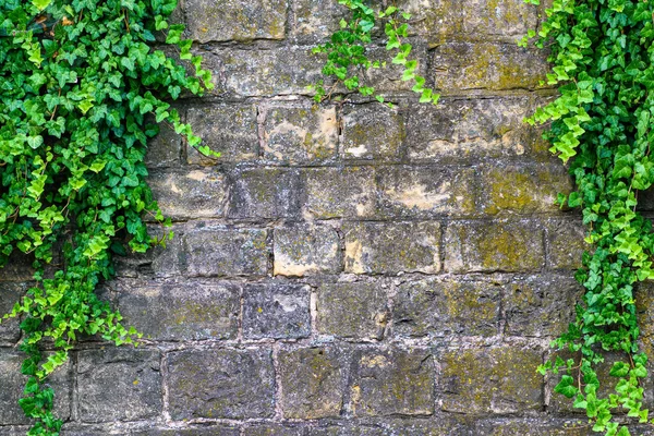 Uma Parede Tijolo Envelhecida Com Plantas Escalada Musgo — Fotografia de Stock