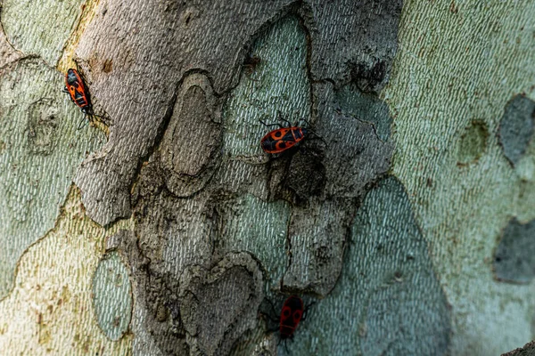 Ένα Κοντινό Πλάνο Των Εντόμων Στο Φλοιό Του Δέντρου — Φωτογραφία Αρχείου