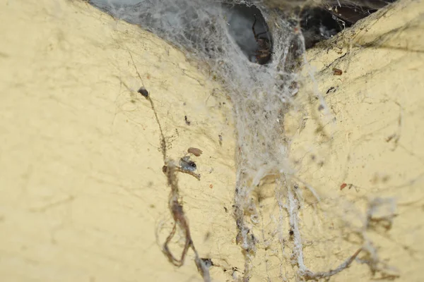 Port Stephe Australia Jan 2017 Closeup Shot Spider Highing Web — стокове фото