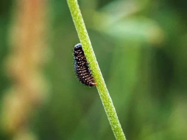 Een Macro Shot Van Een Blad Etende Rups Buiten — Stockfoto