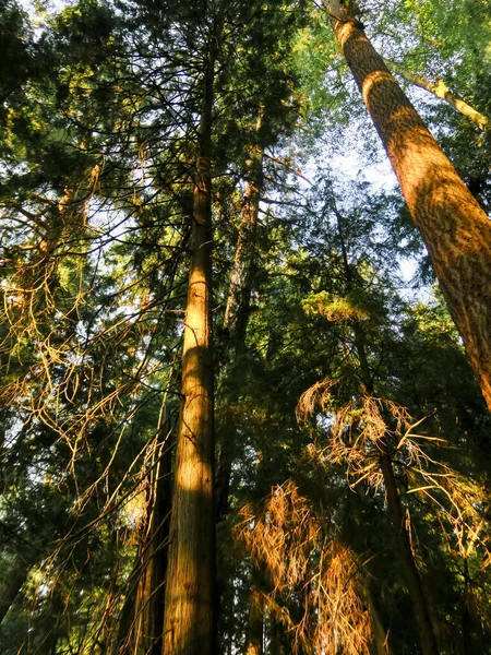 Shoreline Washington Manzaralı Bir Yürüyüşe — Stok fotoğraf