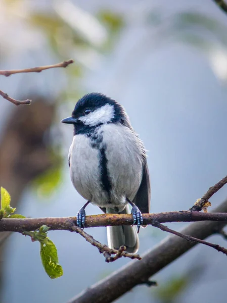 Vertical Shot Carolina Chickadee Perched Wooden Branch Blurred Background — Stock Photo, Image