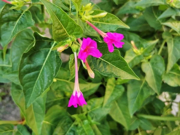 Closeup Shot Four Clocks Flowers Growing Garden — Stock Photo, Image