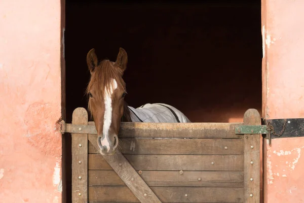 Close Cavalo Marrom Estábulo — Fotografia de Stock