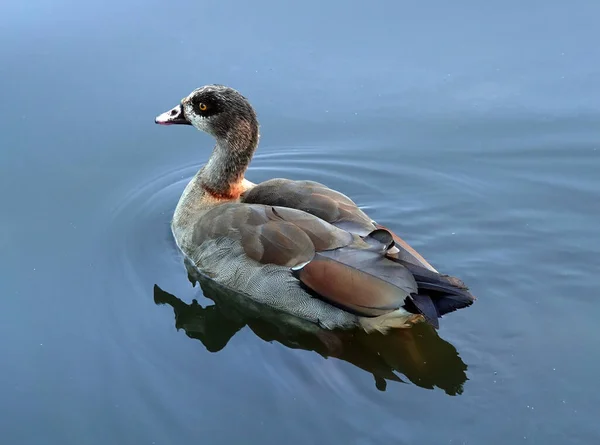 Closeup Shot Egyptian Goose Swimming Lake — Stock Photo, Image
