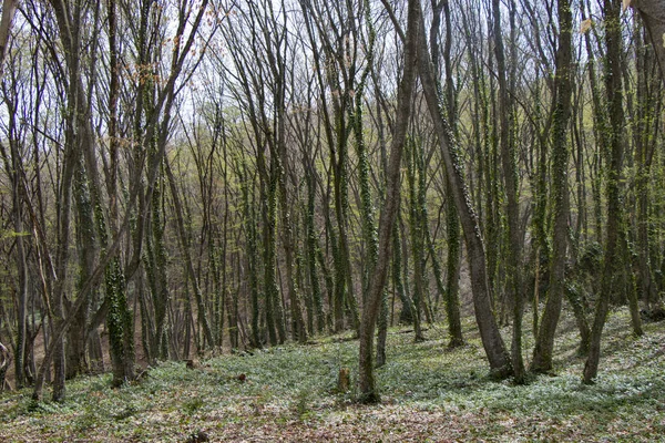 Vista Uma Floresta Densa Árvores Cobertas Com Uma Ligeira Camada — Fotografia de Stock