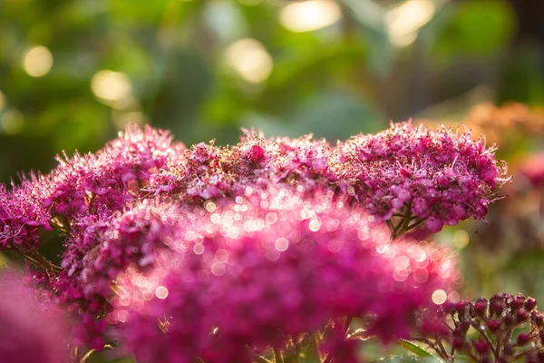 Primer Plano Hermosa Spiraea Púrpura Creciendo Belleza Jardín —  Fotos de Stock