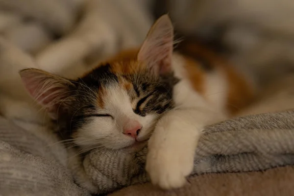 一只可爱的小猫睡在舒适的毛毯里 — 图库照片