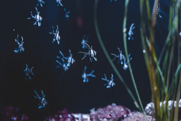 Eine Nahaufnahme Von Aquarienfischen Und Korallen — Stockfoto