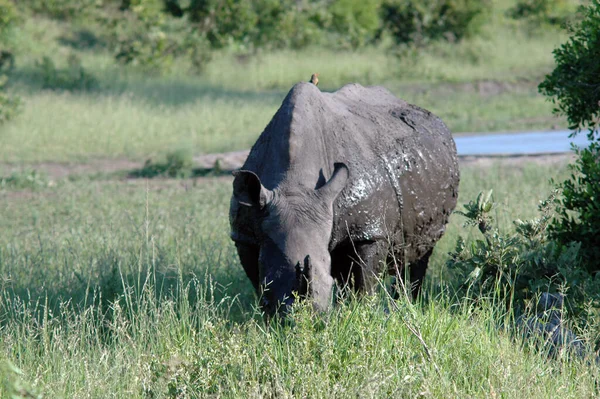 Nahaufnahme Eines Nashorns Auf Dem Feld — Stockfoto