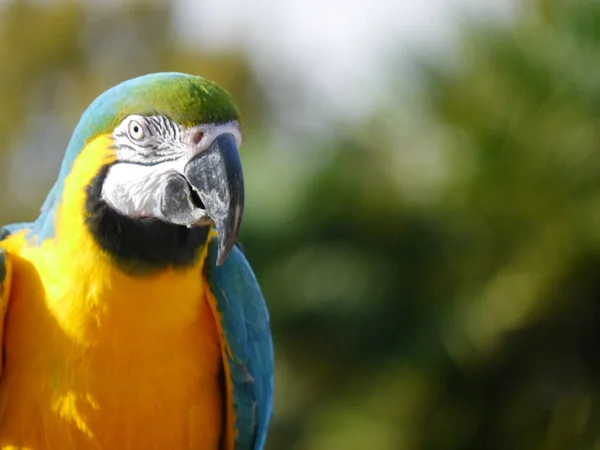 Primo Piano Bellissimo Colorato Pappagallo Sullo Sfondo Sfocato — Foto Stock