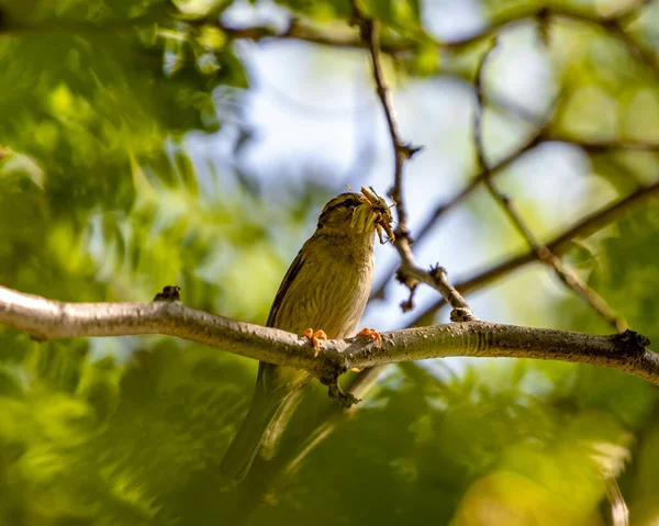 Foco Selectivo Pequeño Pájaro Posado Una Rama Árbol —  Fotos de Stock