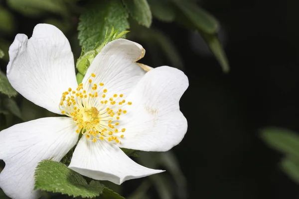 Closeup Shot Beautiful Jasmine Flower Growing Garden — Stock Photo, Image
