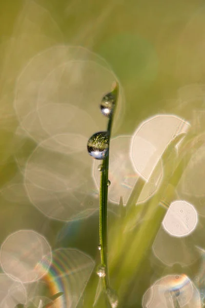 Капли Воды Стебле Травы Выделяющиеся Зеленом Фоне Боке — стоковое фото