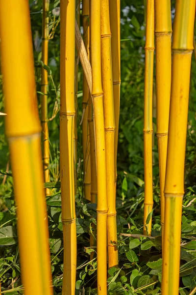 Vertikal Bild Enorma Bambu Botanisk Trädgård — Stockfoto