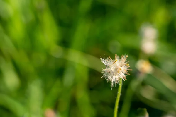 Nahaufnahme Von Garderobenknöpfen Die Auch Als Tridax Daisy Bekannt Sind — Stockfoto