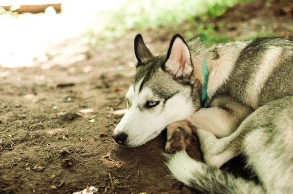 Egy Közeli Kép Egy Aranyos Kutyáról Kertben — Stock Fotó