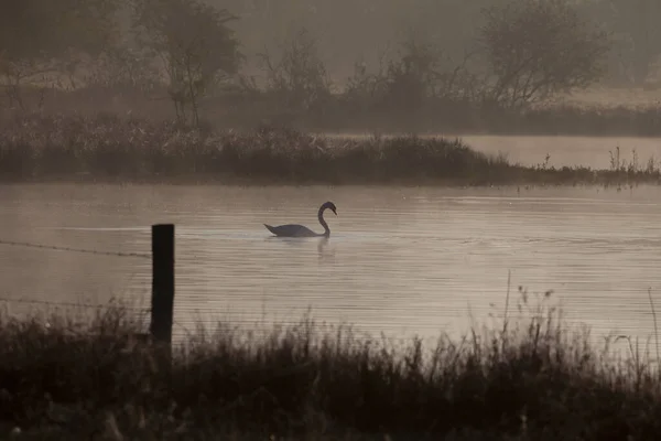 Graceful Swan Swimming Lake Park — Stock Photo, Image
