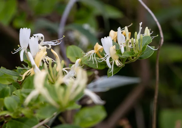 Een Close Van Kamperfoelie Bloemen Geselecteerde Focus — Stockfoto