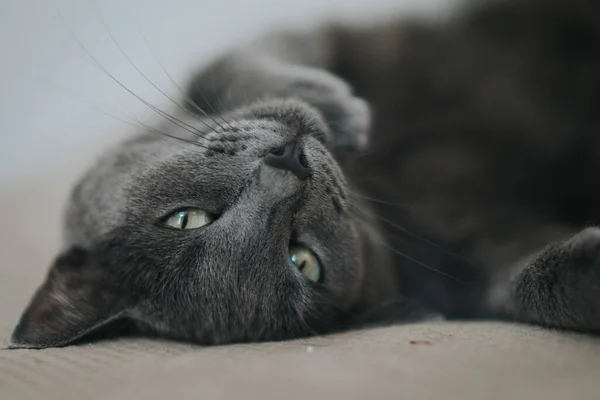 Gato Gris Agraciado Con Hermosos Ojos Verdes Acostado Sofá — Foto de Stock