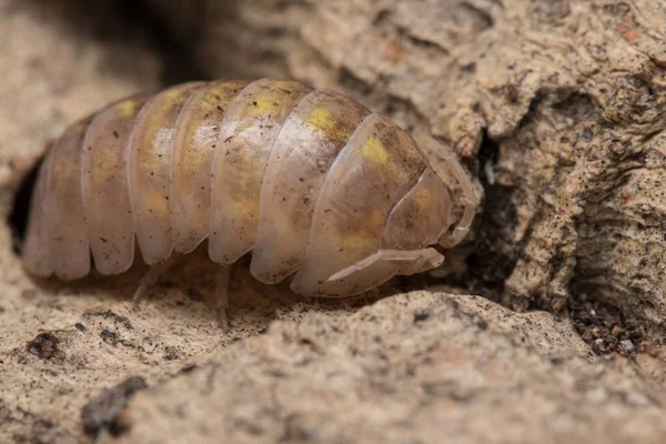 Gros Plan Cloporte Dans Son Habitat Naturel — Photo