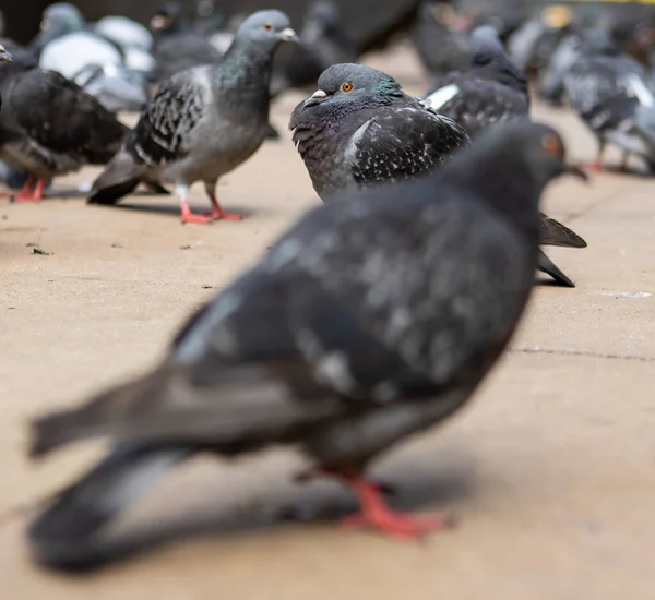 Gros Plan Pigeons Dans Rue — Photo
