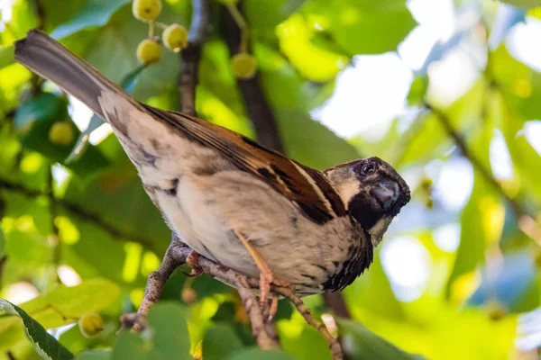 Primo Piano Passero Seduto Sul Ramo Albero — Foto Stock