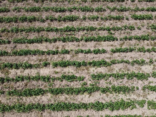 Top View Rows Crops Growig — Stock Photo, Image