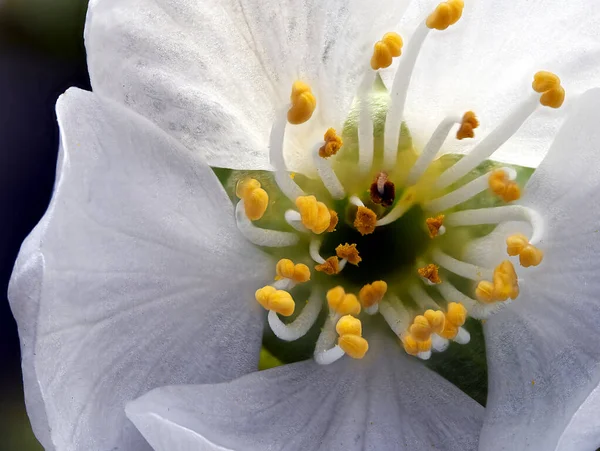 白花杯と黄色の花粉の甘い桜の花の閉鎖 — ストック写真