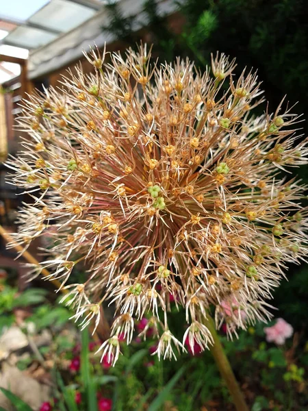 Allium Cristophii Nin Dikey Yakın Çekimi Ran Soğanı Veya Ran — Stok fotoğraf
