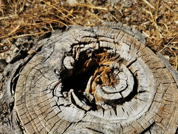 在田野里被砸碎的树桩的特写镜头 — 图库照片