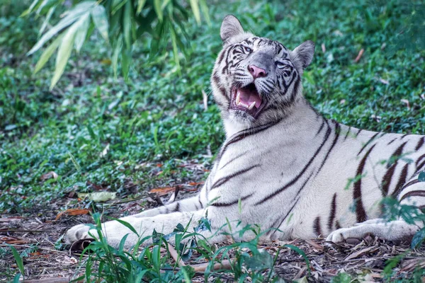 Detailní Záběr Zvířete Zoologické Zahradě — Stock fotografie