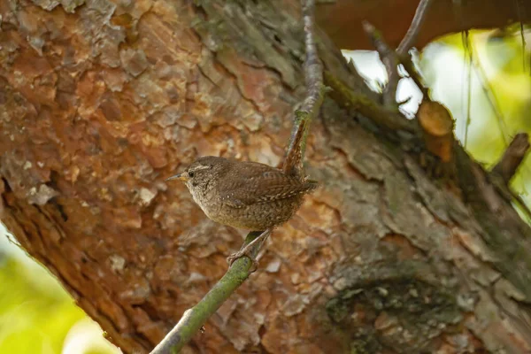 Tiro Close Pássaro Wren Casa Ramo Uma Árvore — Fotografia de Stock