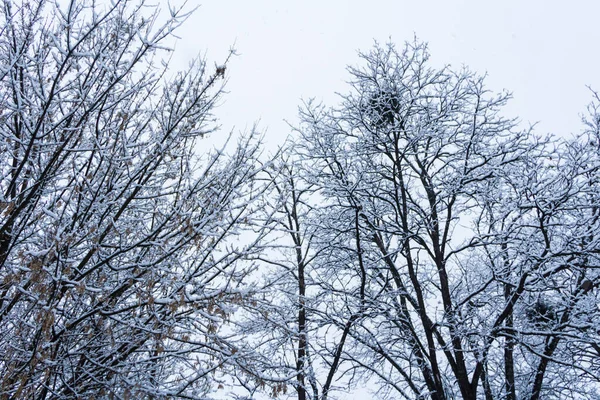 Concepto Invierno Ramas Árboles Cubiertas Nieve —  Fotos de Stock