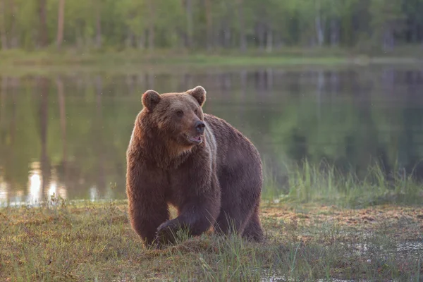 Egy Nagy Barna Medve Sétál Mocsárban Naplementekor Ursus Arctos — Stock Fotó