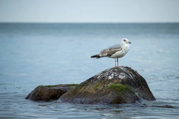 Simpatico Gabbiano Bianco Grigio Piedi Una Pietra Tra Oceano Calmo — Foto Stock