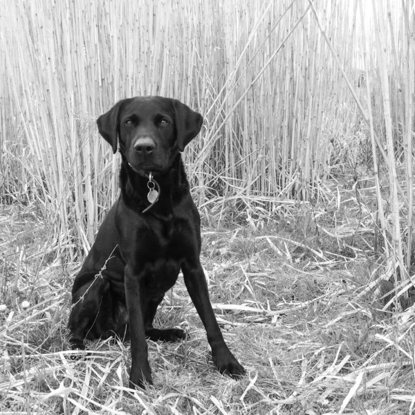 Egy Szürkeárnyalatú Felvétel Egy Fekete Labrador Retrieverről Amint Terepen Kamerába — Stock Fotó