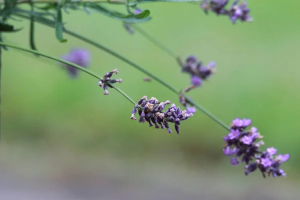 Närbild Skott Gren Ullig Lavendel Blommor Suddig Bakgrund — Stockfoto