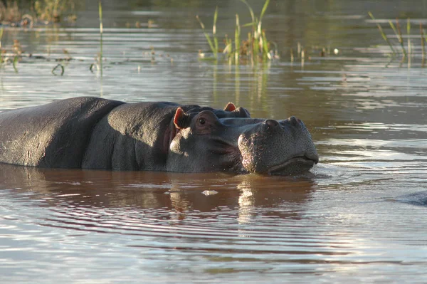 Eine Nahaufnahme Von Einem Nilpferd Ging Aus Dem Wasser Und — Stockfoto