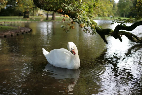 Parktaki Gölde Güzel Beyaz Bir Kuğu — Stok fotoğraf