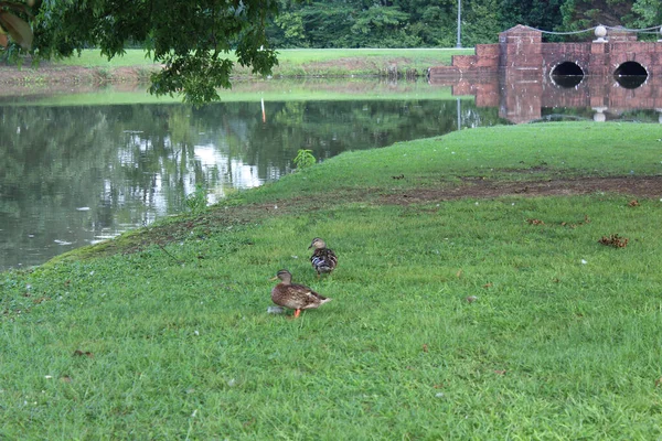 Zwei Stockenten Der Bucht Eines Flusses Oder Sees — Stockfoto