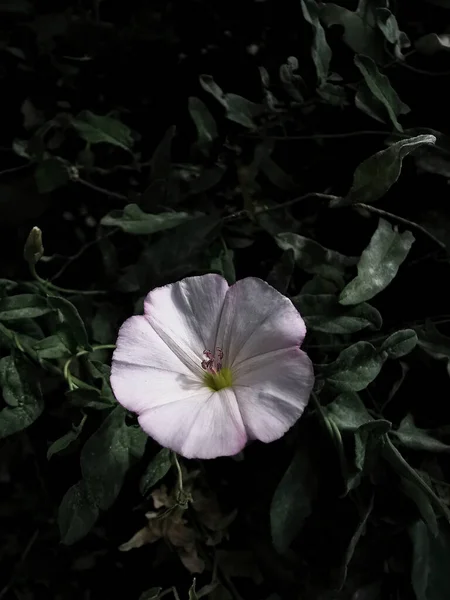 一朵白花拍成的剪贴画 — 图库照片