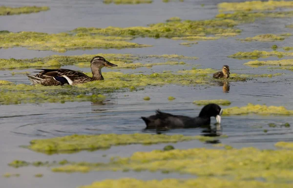 一群鸭子在沼泽地里游泳 — 图库照片