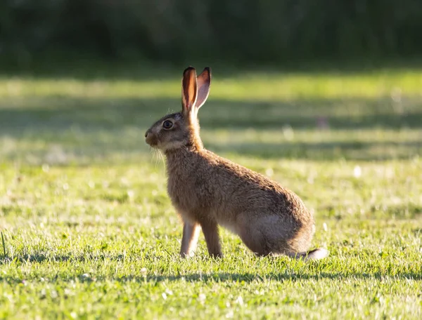 Lapin Brun Moelleux Adorable Sur Champ Herbeux Dans Nature — Photo