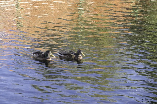 Dois Patos Estão Nadando Água — Fotografia de Stock
