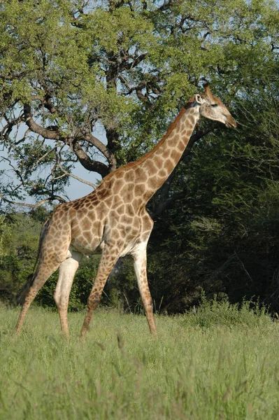 Vertical Shot Lovely Giraffe Walking Nature — Stock Photo, Image