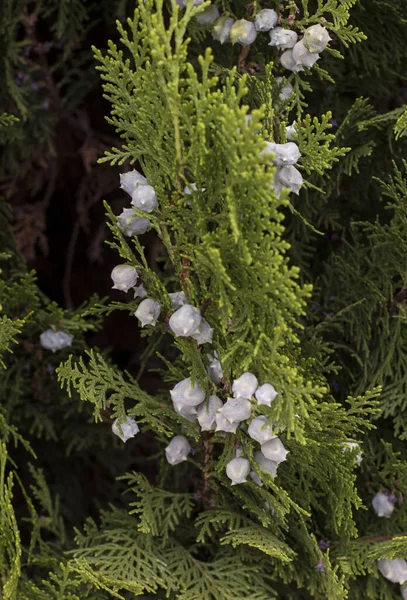 Vertikal Bild Tillplattade Blommor Med Mörkgröna Blad Trädgården — Stockfoto