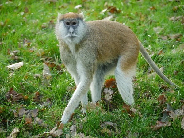 Closeup Shot Patas Monkey Walking Bushes — Stock Photo, Image