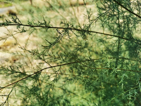 Ένα Κοντινό Πλάνο Από Κλαδιά Πράσινου Έλατου Καλοκαίρι — Φωτογραφία Αρχείου