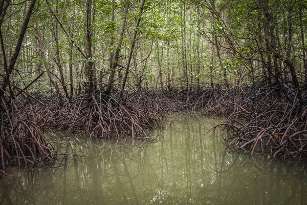 Vacker Utsikt Över Avverkade Träd Mangroveskogen Vid Krabi Thailand Sydostasien — Stockfoto